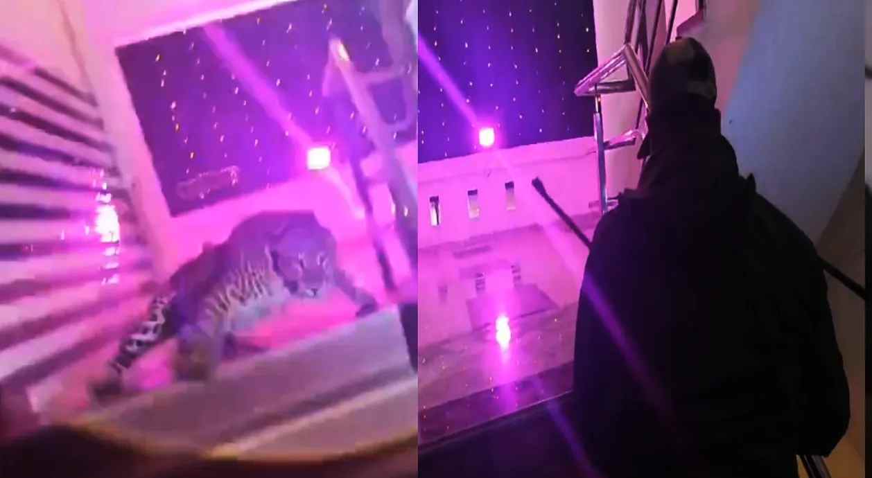 Lucknow Leopard Viral Video