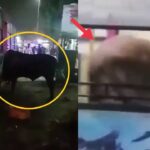 Bull In Bus Viral Video