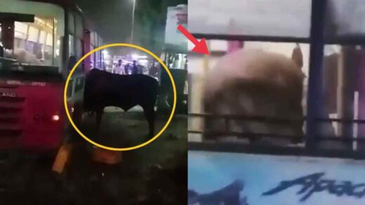 Bull In Bus Viral Video