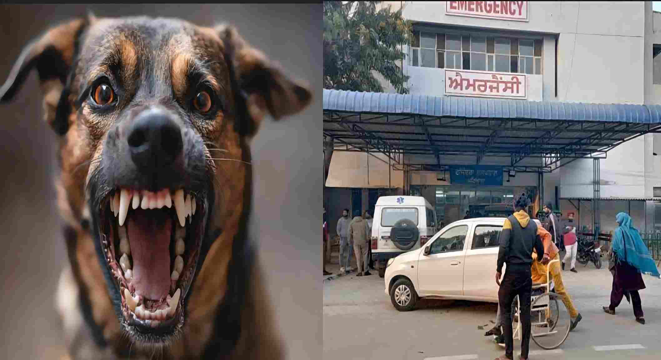 Patiala News: पटियाला हॉस्पिटल में एक नवजात बच्चे का सिर लेकर घूमता दिखा कुत्ता, मचा हड़कंप