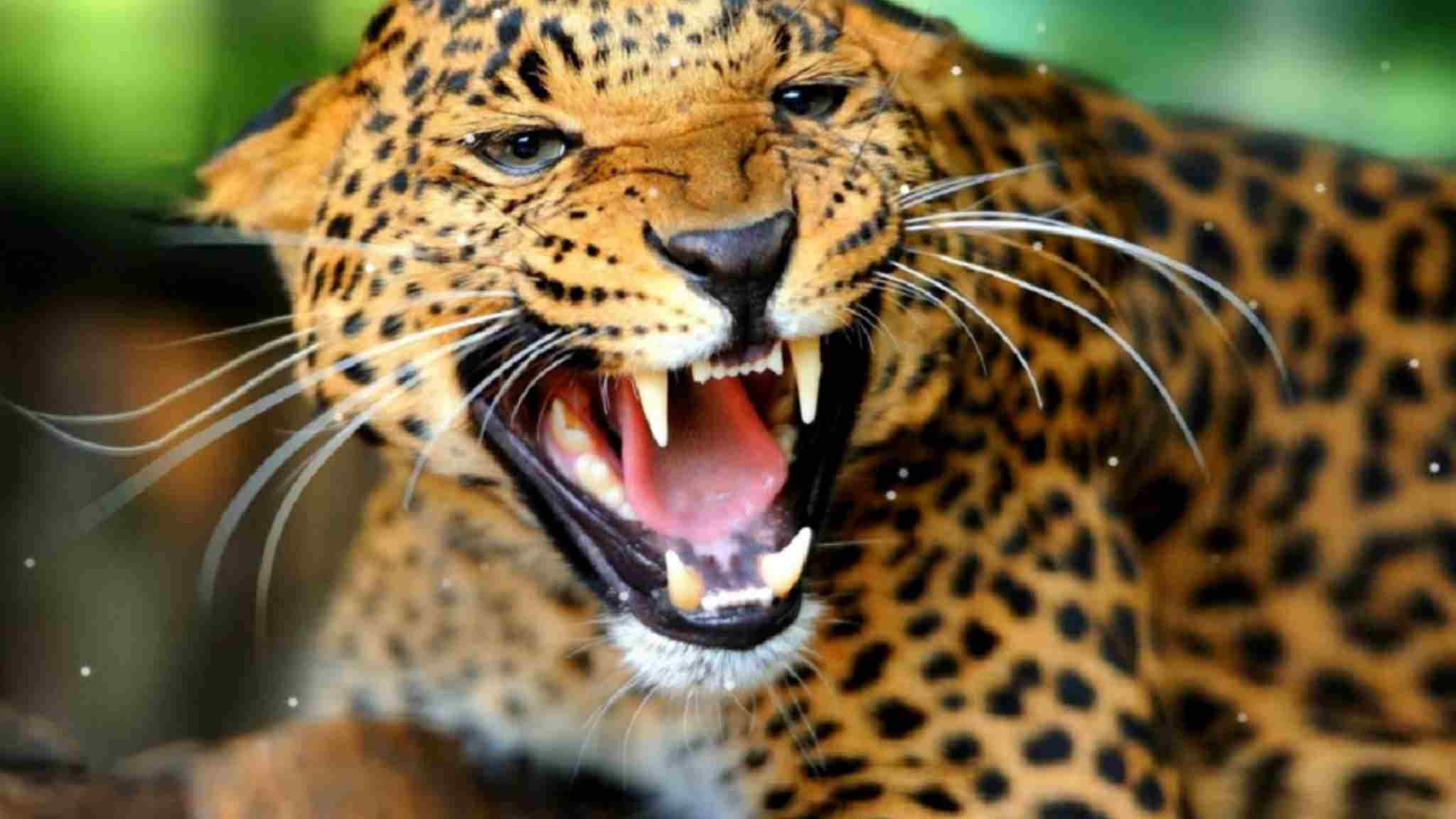 Bijnor Leopard Attack