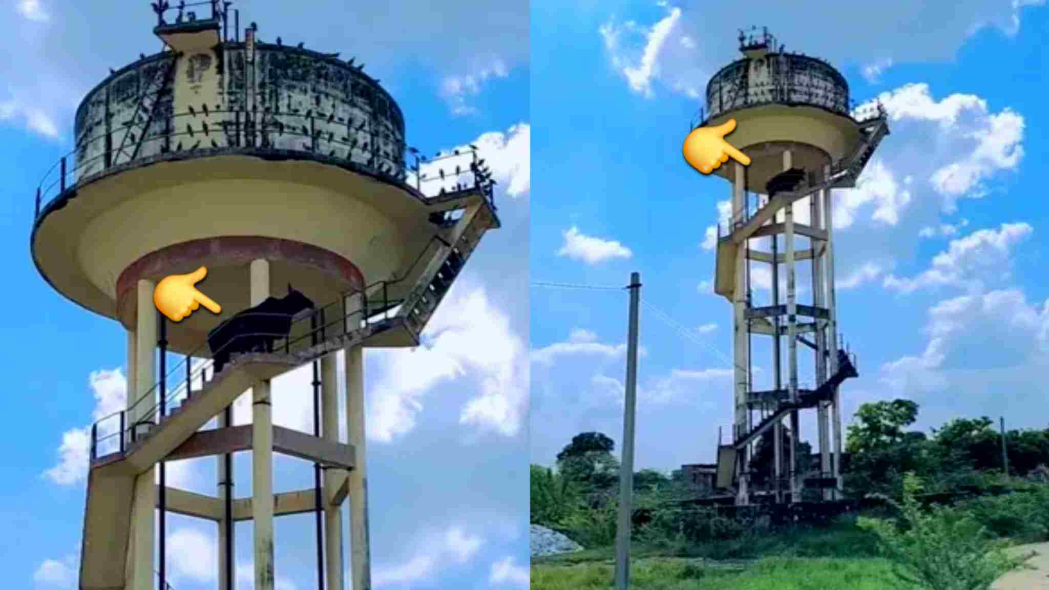 Bull Climbed On Water Tank