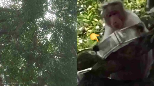 Hamirpur Money Fell From Tree