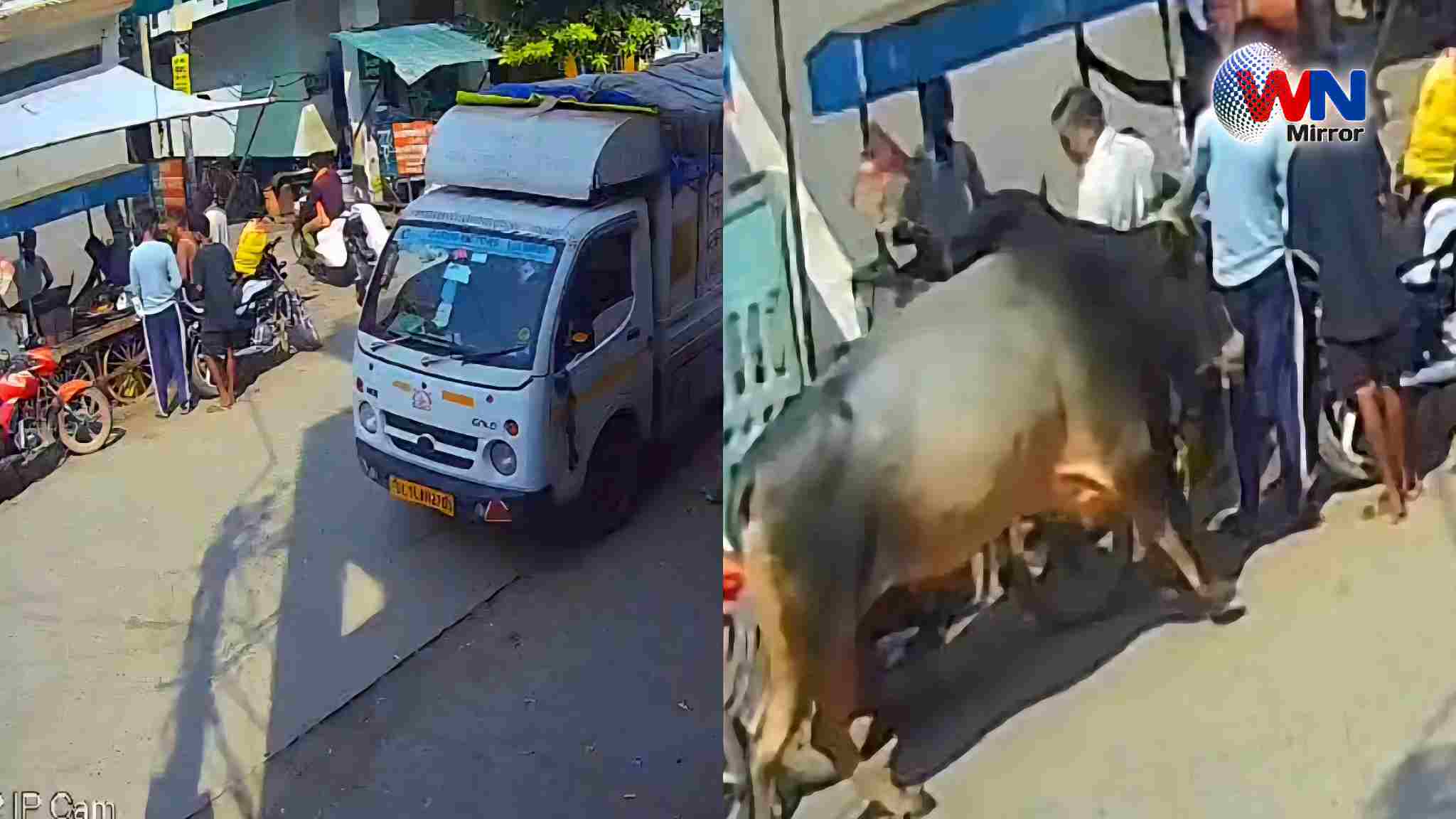 Aligarh Bull Violent News